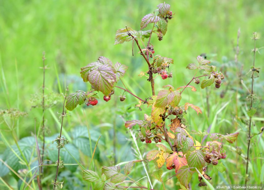 Первое путешествие Дороти, продолжение. Тверской Водопад | Бэйбики Первое путешествие Дороти, продолжение. Тверской Водопад (фото 9)