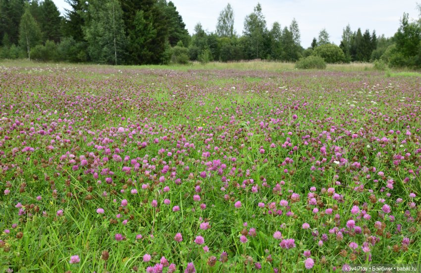 Первое путешествие Дороти, продолжение. Тверской Водопад | Бэйбики Первое путешествие Дороти, продолжение. Тверской Водопад (фото 2)