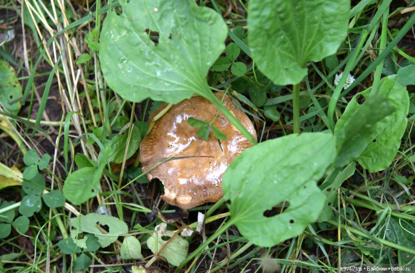 Первое путешествие Дороти, продолжение. Тверской Водопад | Бэйбики Первое путешествие Дороти, продолжение. Тверской Водопад