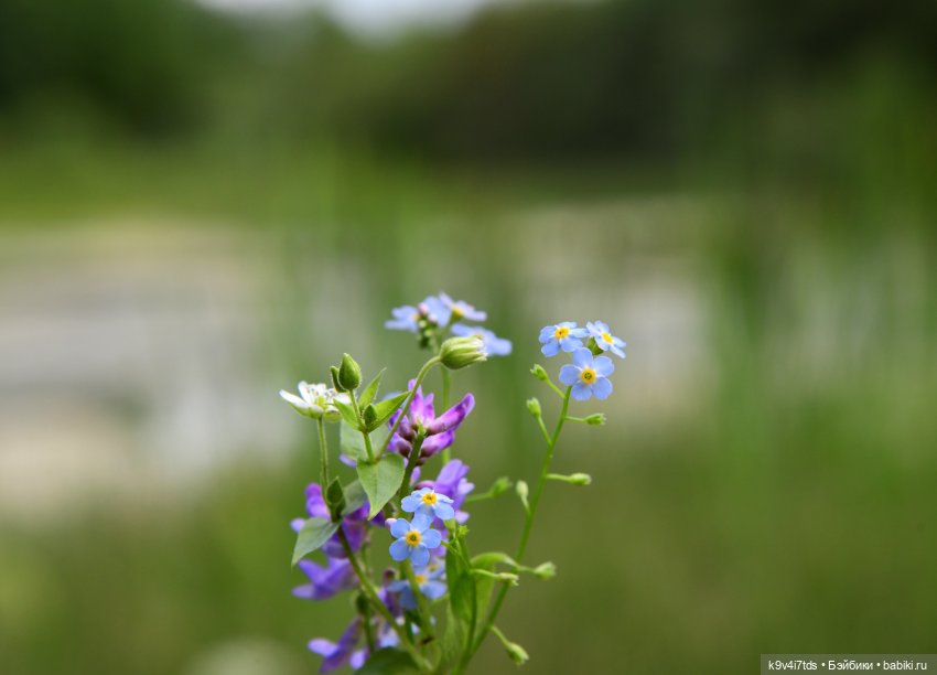 Первое путешествие Дороти. Тверской Водопад | Бэйбики Первое путешествие Дороти. Тверской Водопад