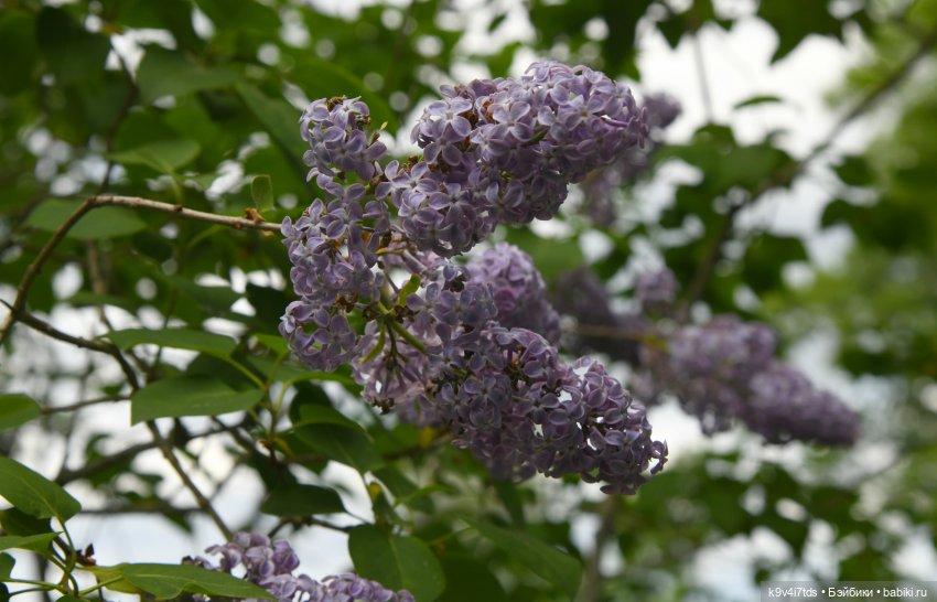 "Наш Пушкин". Пушкинский праздник в Берново, 2023 год (фото 6)