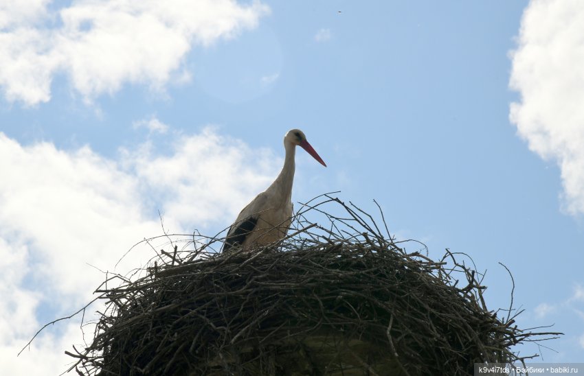 "Наш Пушкин". Пушкинский праздник в Берново, 2023 год (фото 3)