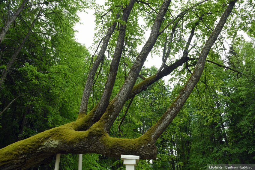 "Наш Пушкин". Пушкинский праздник в Берново, 2023 год