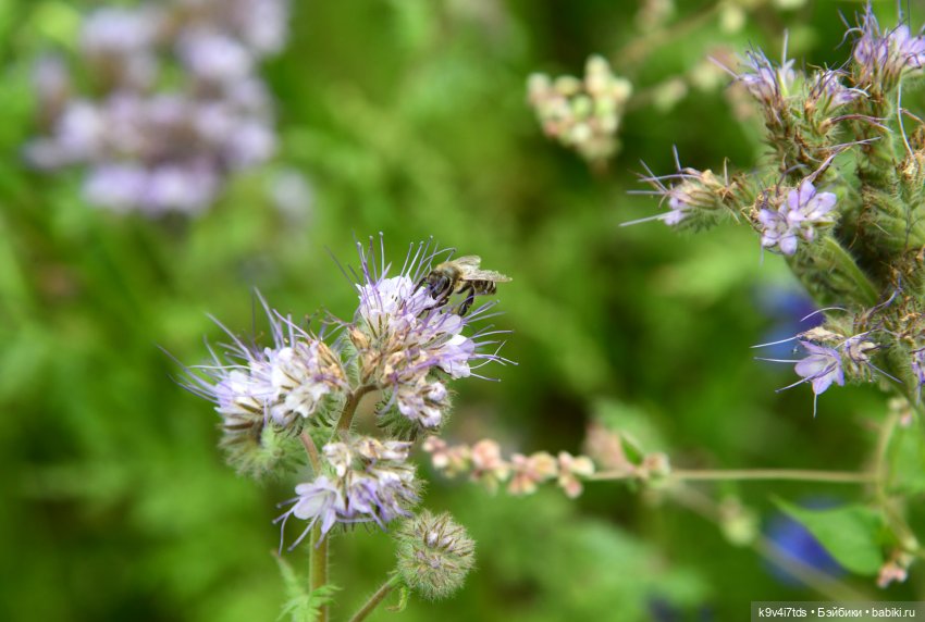 Иманины сказки. Волшебный луч (фото 5)