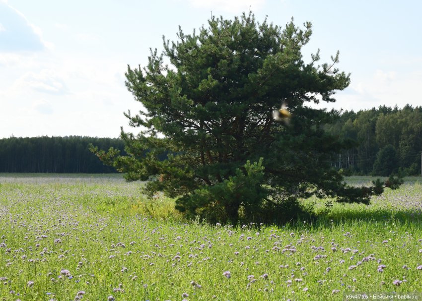 Сиреневое поле | Бэйбики Сиреневое поле — Куклы Meadow dolls (Медовушки): BJD (БЖД) (фото 7)