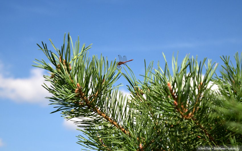 Сиреневое поле | Бэйбики Сиреневое поле — Куклы Meadow dolls (Медовушки): BJD (БЖД) (фото 9)