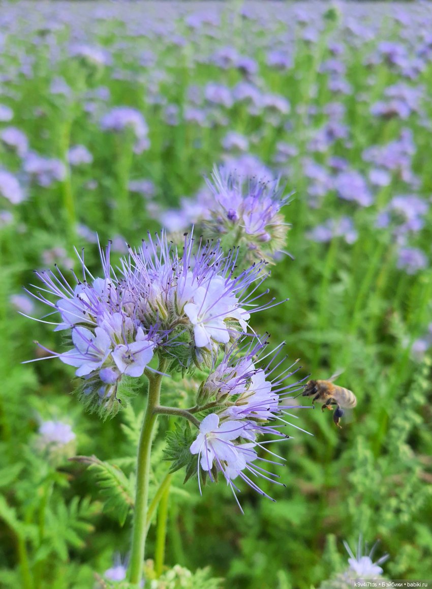 Сиреневое поле | Бэйбики Сиреневое поле — Куклы Meadow dolls (Медовушки): BJD (БЖД) (фото 4)