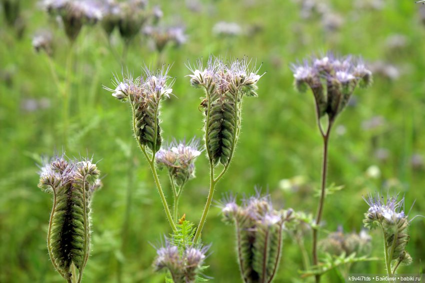 Иманины сказки. Волшебный луч (фото 3)