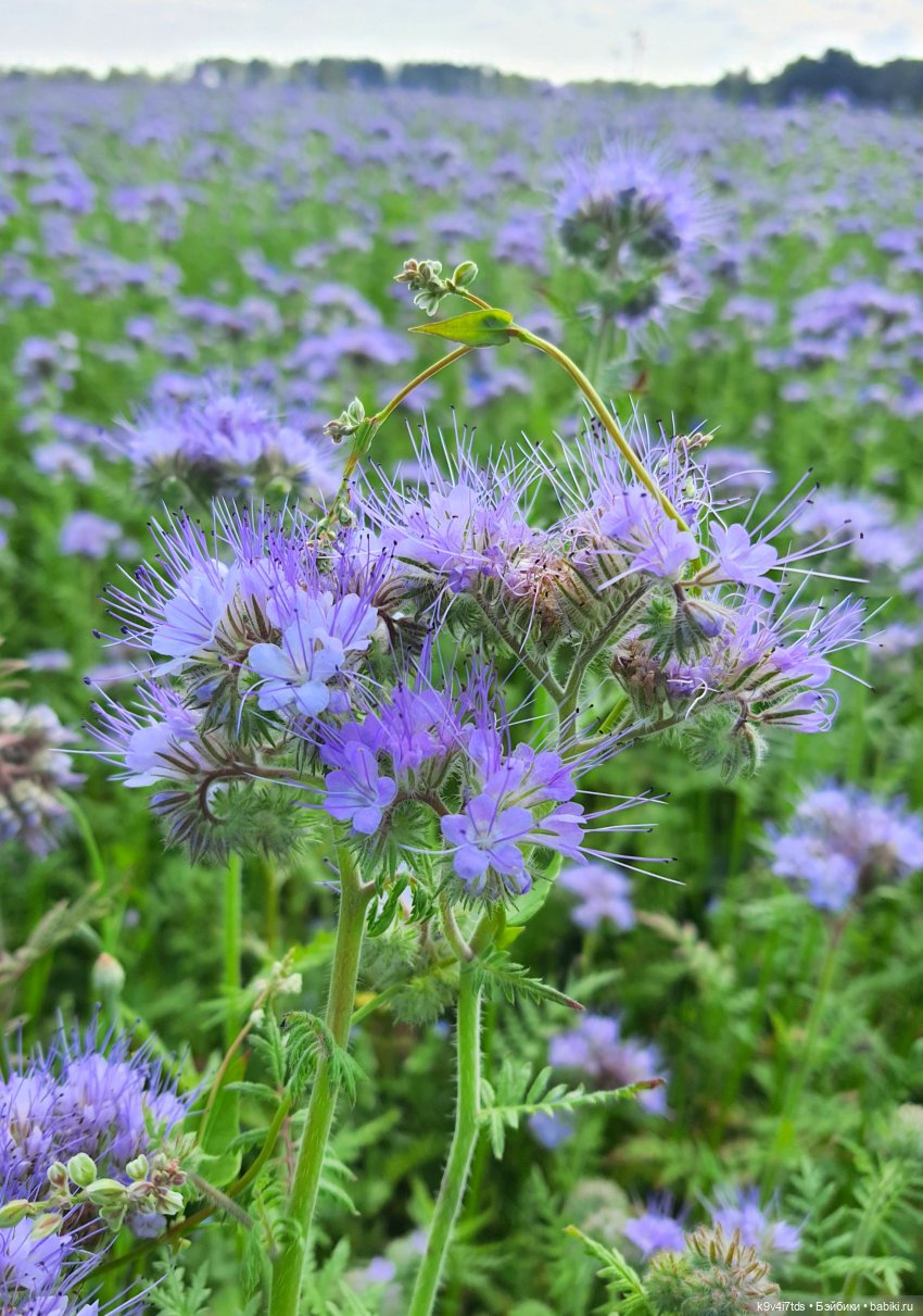 Сиреневое поле | Бэйбики Сиреневое поле — Куклы Meadow dolls (Медовушки): BJD (БЖД) (фото 6)