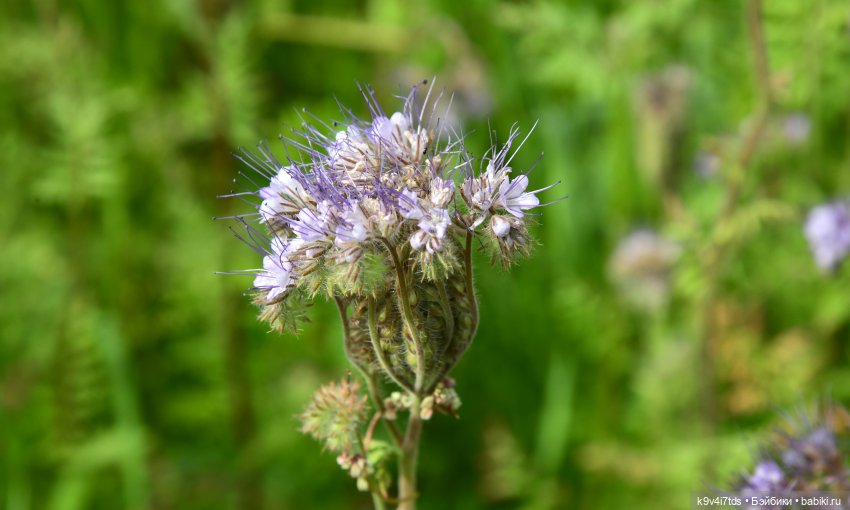 Иманины сказки. Волшебный луч (фото 2)