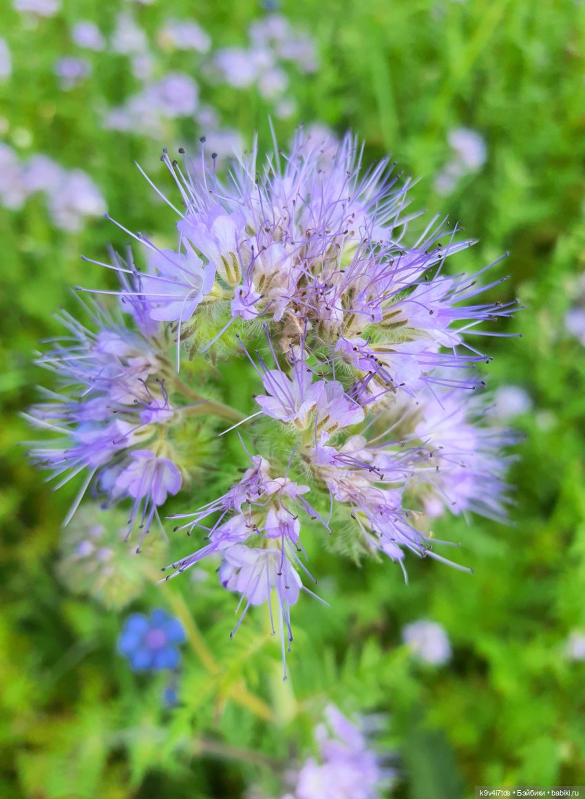 Сиреневое поле | Бэйбики Сиреневое поле — Куклы Meadow dolls (Медовушки): BJD (БЖД) (фото 5)