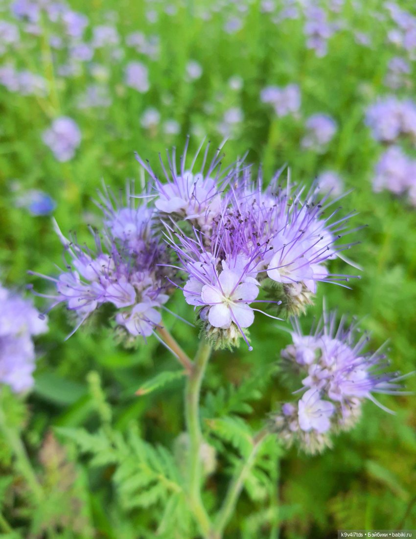 Сиреневое поле | Бэйбики Сиреневое поле — Куклы Meadow dolls (Медовушки): BJD (БЖД) (фото 3)