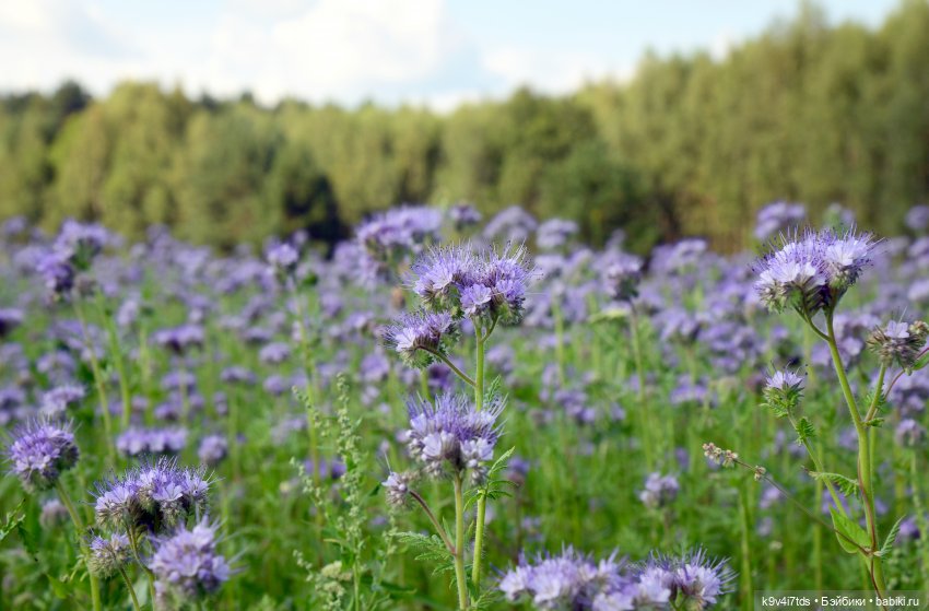 Сиреневое поле | Бэйбики Сиреневое поле — Куклы Meadow dolls (Медовушки): BJD (БЖД)