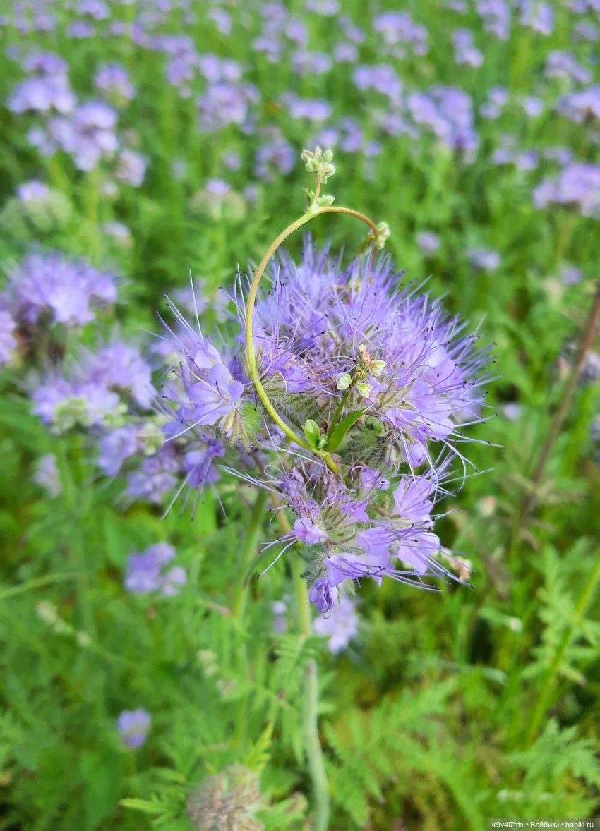 Сиреневое поле | Бэйбики Сиреневое поле — Куклы Meadow dolls (Медовушки): BJD (БЖД) (фото 2)