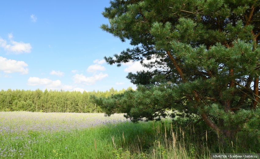 Сиреневое поле | Бэйбики Сиреневое поле — Куклы Meadow dolls (Медовушки): BJD (БЖД) (фото 8)