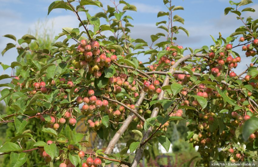 Иманины сказки. Путешествие в Мармеладное Царство (фото 4)