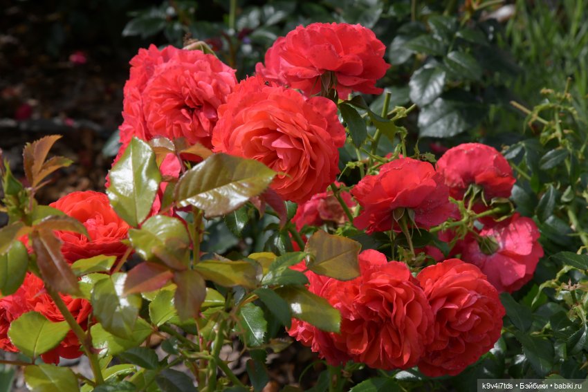 Иманины сказки. Путешествие в Мармеладное Царство