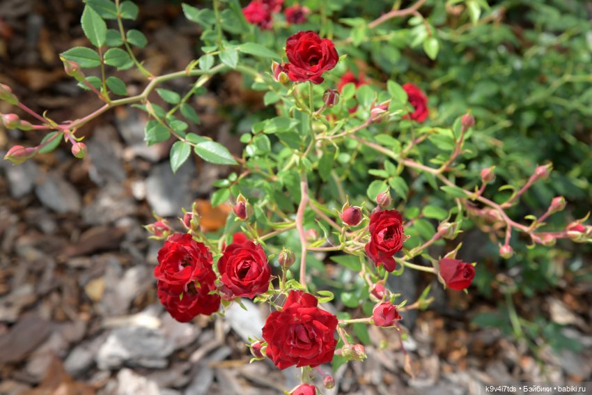 Иманины сказки. Путешествие в Мармеладное Царство