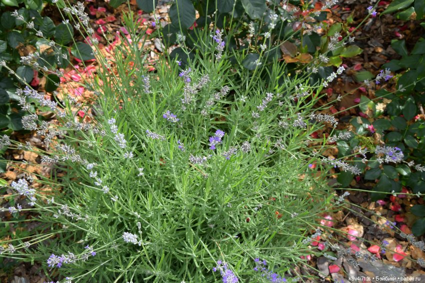 Иманины сказки. Путешествие в Мармеладное Царство