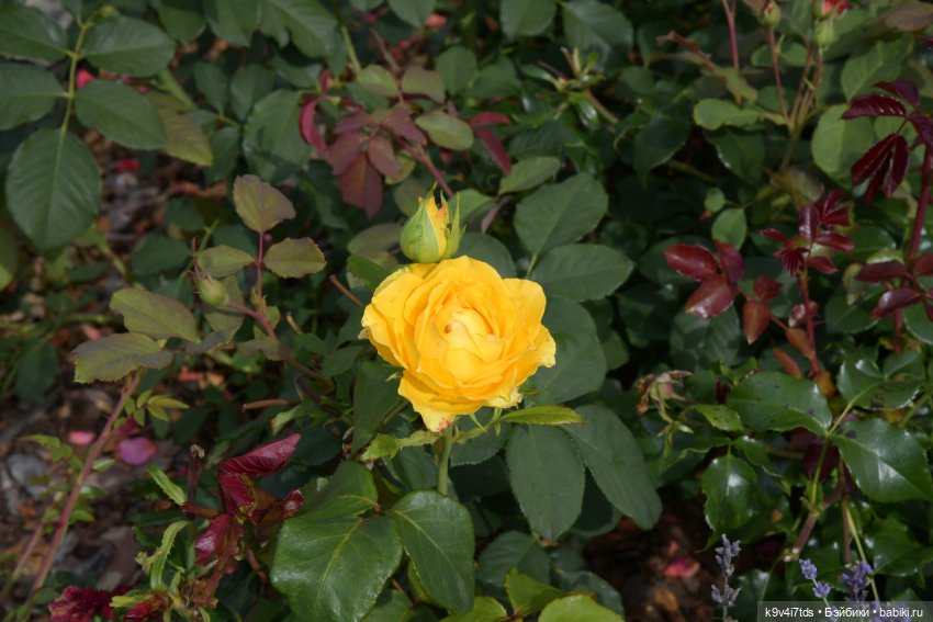 Иманины сказки. Путешествие в Мармеладное Царство