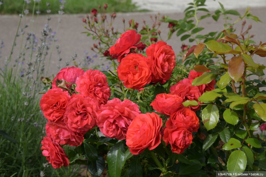 Иманины сказки. Путешествие в Мармеладное Царство