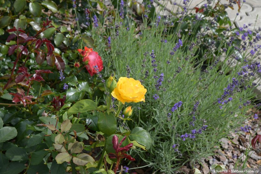 Иманины сказки. Путешествие в Мармеладное Царство