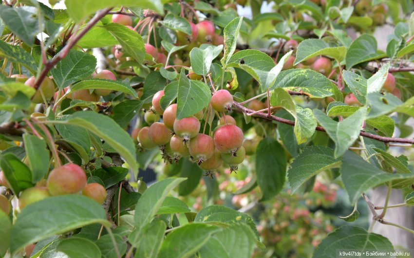 Иманины сказки. Путешествие в Мармеладное Царство