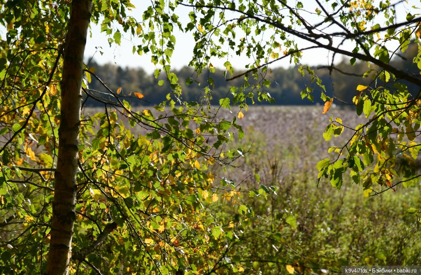 Симона и Золотая Осень — Антикварные куклы Simon & Halbig (S&H): Симон Хальбиг