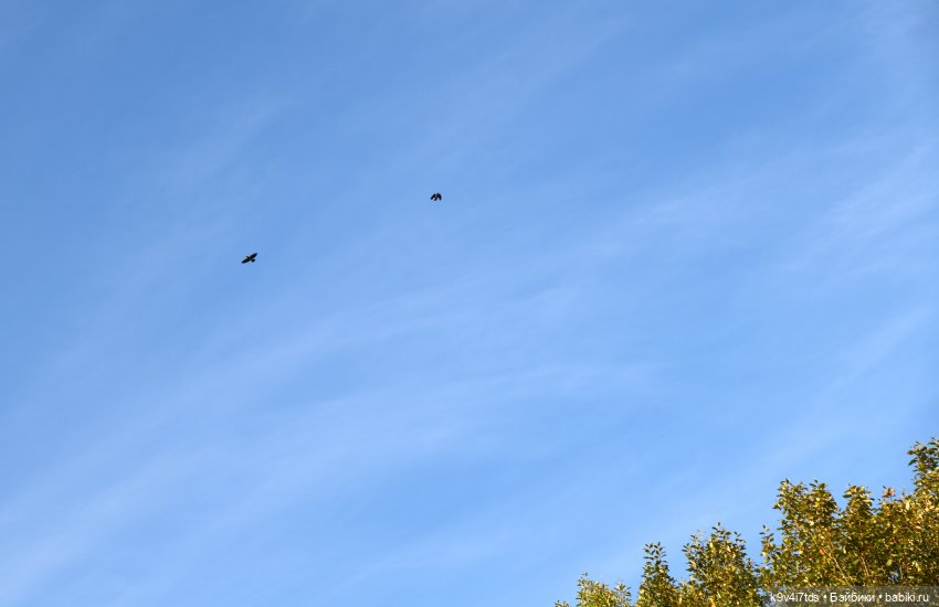 Симона и Золотая Осень — Антикварные куклы Simon & Halbig (S&H): Симон Хальбиг (фото 6)