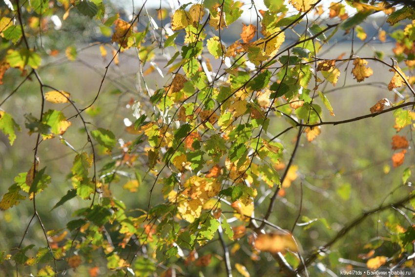 Симона и Золотая Осень — Антикварные куклы Simon & Halbig (S&H): Симон Хальбиг