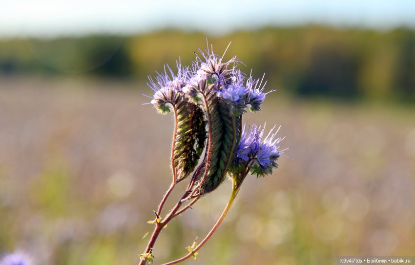 Симона и Золотая Осень — Антикварные куклы Simon & Halbig (S&H): Симон Хальбиг (фото 4)