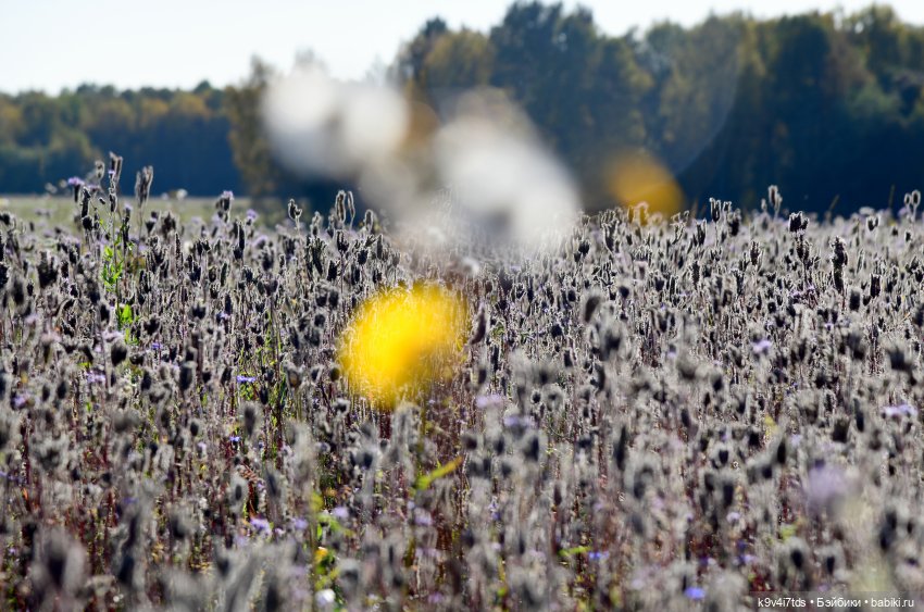 Симона и Золотая Осень — Антикварные куклы Simon & Halbig (S&H): Симон Хальбиг (фото 3)