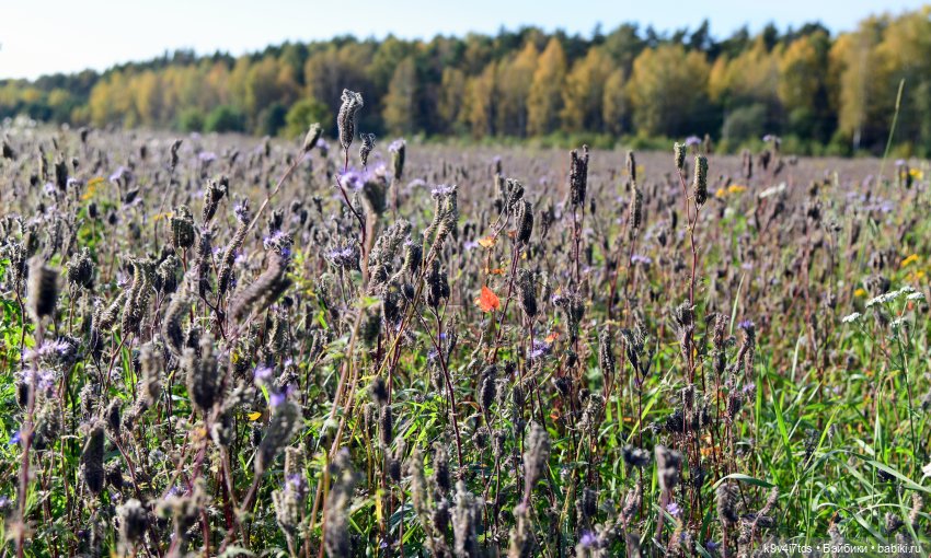 Симона и Золотая Осень — Антикварные куклы Simon & Halbig (S&H): Симон Хальбиг (фото 5)