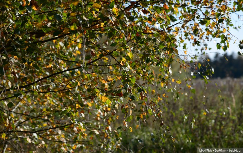 Симона и Золотая Осень — Антикварные куклы Simon & Halbig (S&H): Симон Хальбиг