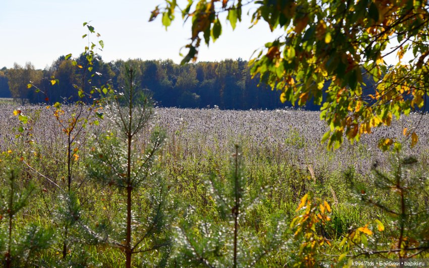 Симона и Золотая Осень — Антикварные куклы Simon & Halbig (S&H): Симон Хальбиг (фото 2)