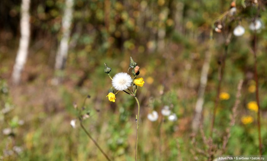 Симона и Золотая Осень — Антикварные куклы Simon & Halbig (S&H): Симон Хальбиг (фото 8)