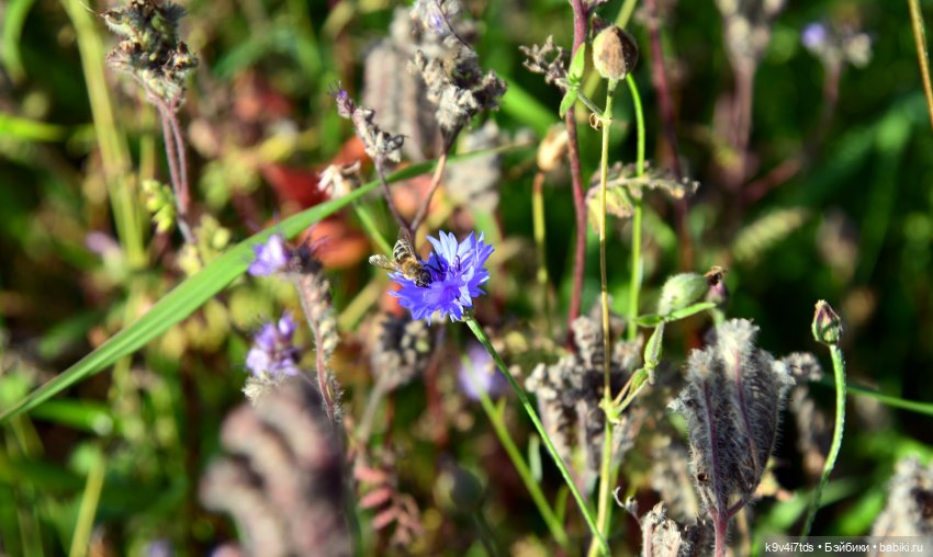 Симона и Золотая Осень — Антикварные куклы Simon & Halbig (S&H): Симон Хальбиг (фото 7)