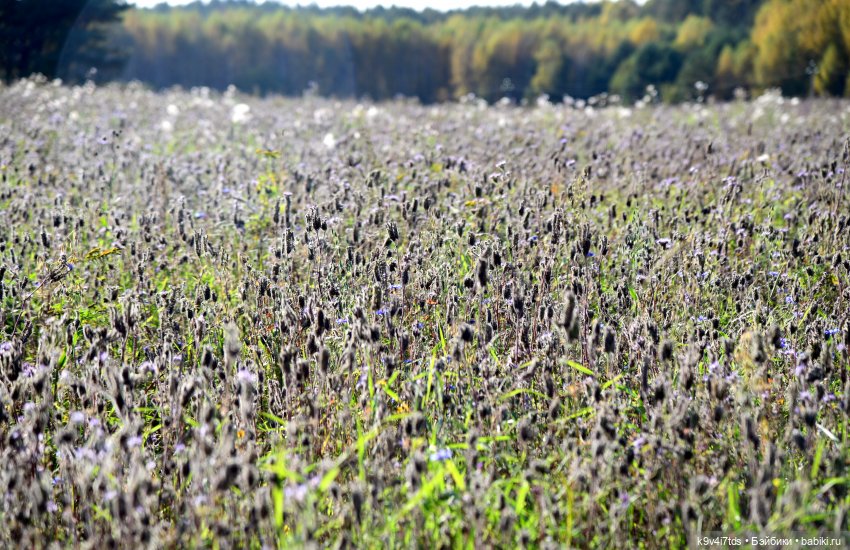 Симона и Золотая Осень — Антикварные куклы Simon & Halbig (S&H): Симон Хальбиг