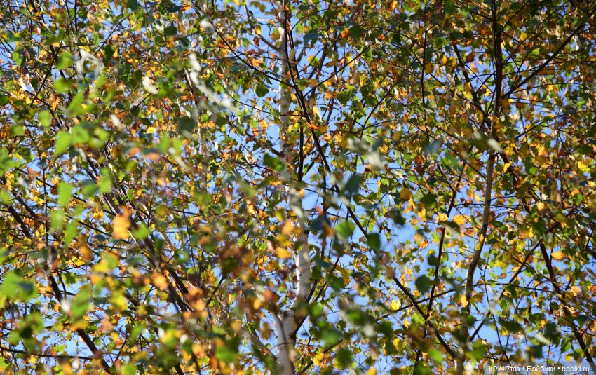 Симона и Золотая Осень — Антикварные куклы Simon & Halbig (S&H): Симон Хальбиг