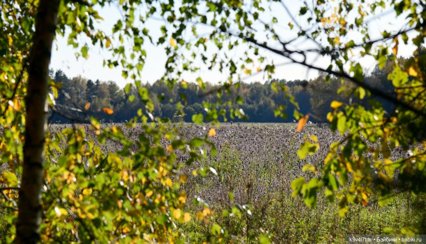 Симона и Золотая Осень — Антикварные куклы Simon & Halbig (S&H): Симон Хальбиг
