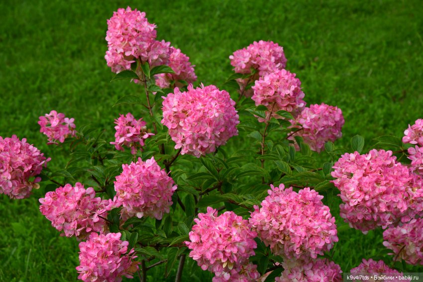 Иманины сказки, путешествие в Мармеладное Царство, продолжение