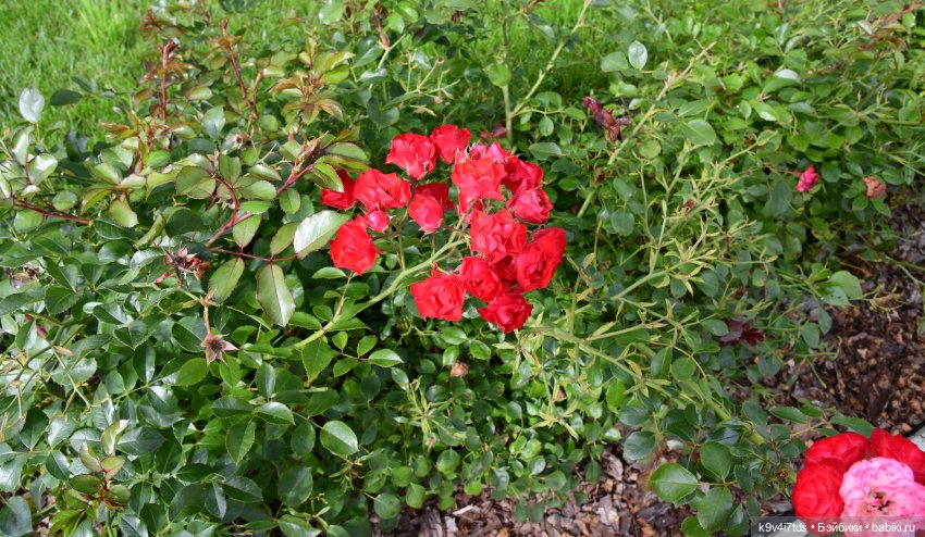 Иманины сказки, путешествие в Мармеладное Царство, продолжение