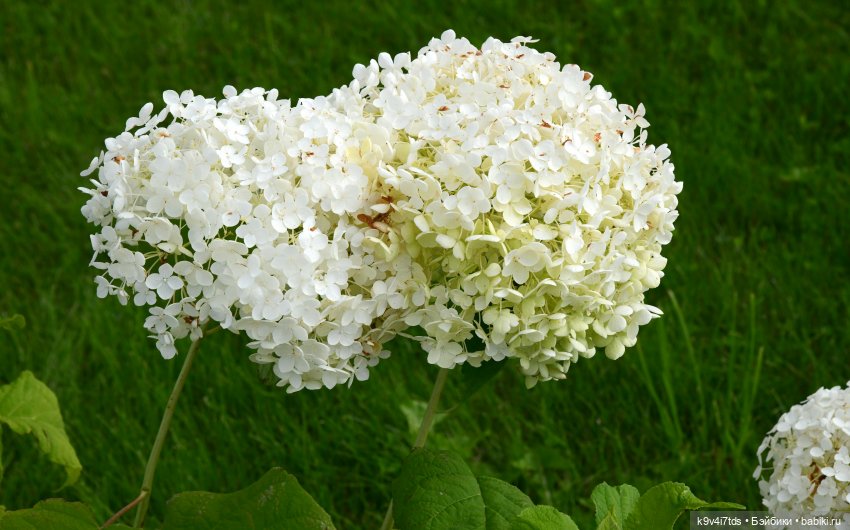 Иманины сказки, путешествие в Мармеладное Царство, продолжение