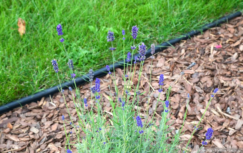 Иманины сказки, путешествие в Мармеладное Царство, заключительная часть