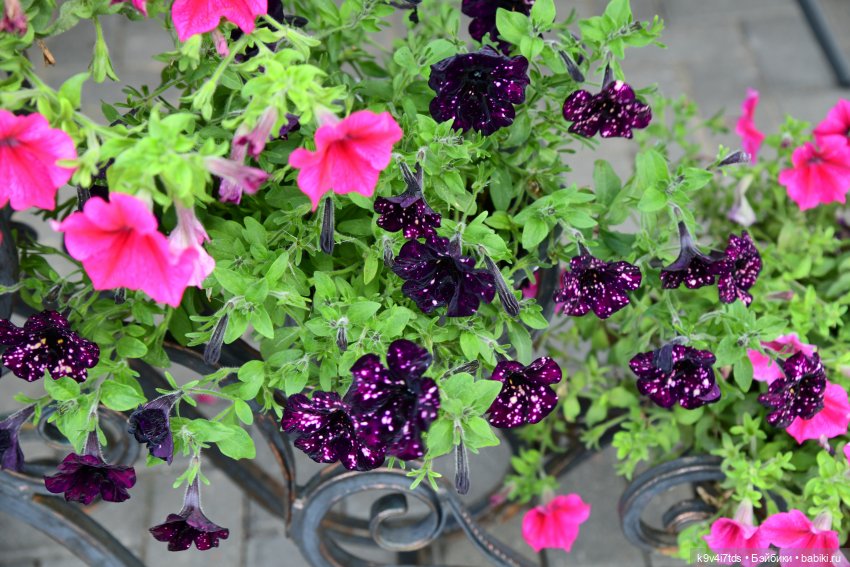 Иманины сказки, путешествие в Мармеладное Царство, заключительная часть