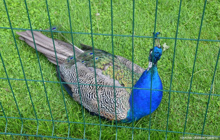 Иманины сказки, путешествие в Мармеладное Царство, заключительная часть