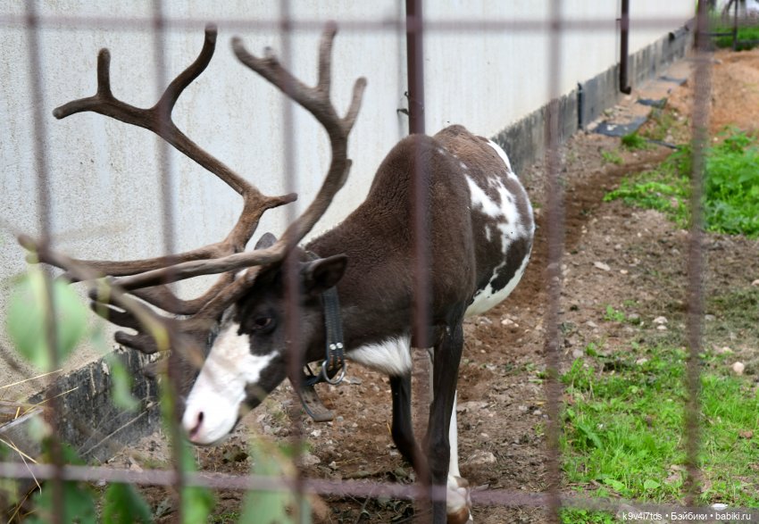 Иманины сказки, путешествие в Мармеладное Царство, заключительная часть