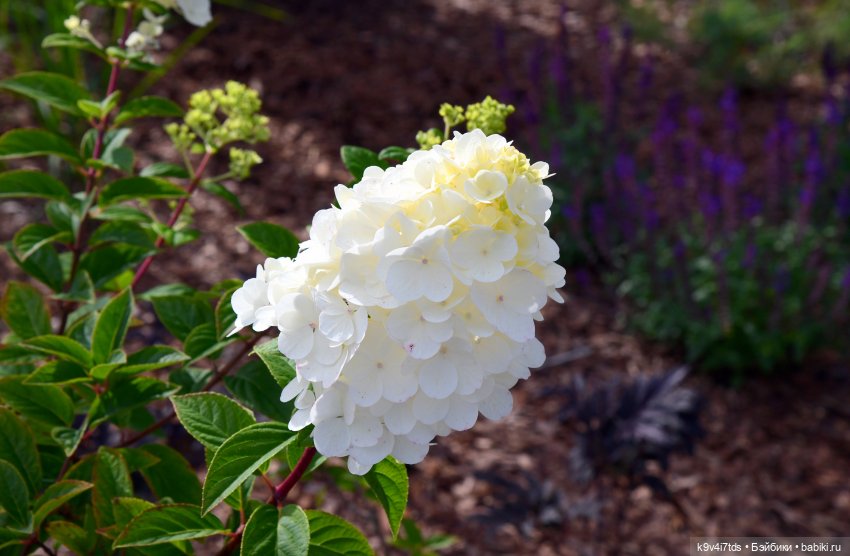 Иманины сказки, путешествие в Мармеладное Царство, заключительная часть