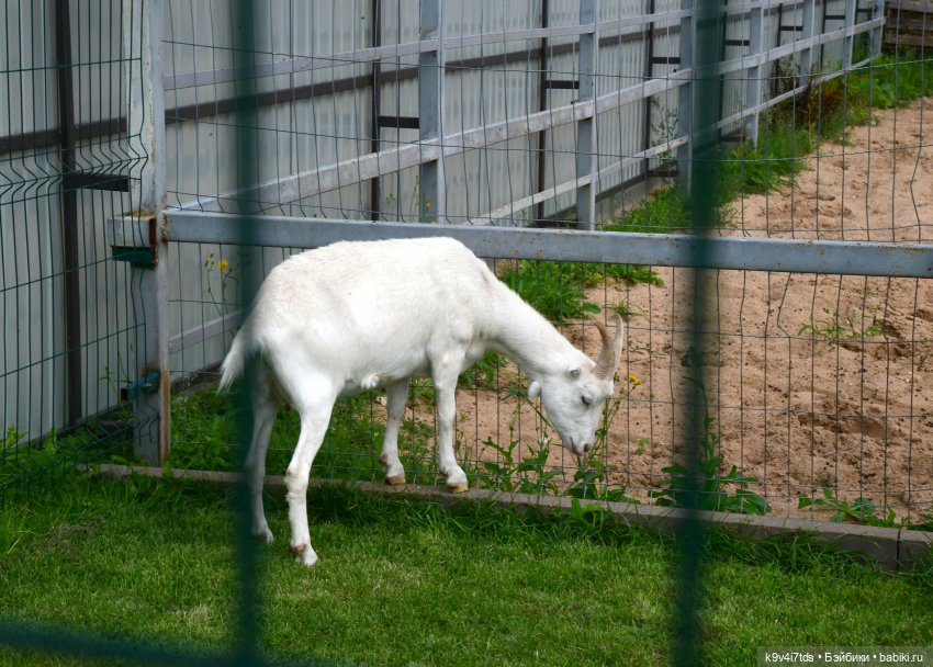 Иманины сказки, путешествие в Мармеладное Царство, заключительная часть