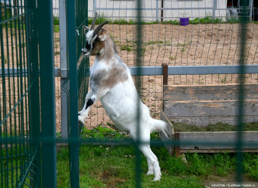 Иманины сказки, путешествие в Мармеладное Царство, заключительная часть